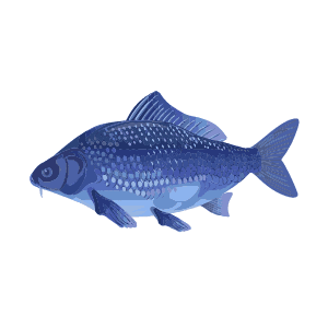 ψαροντούφεκο κατάδυση